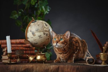 Bengal kedisi, klasik eşyalar, kitaplar ve karanlık arka plandaki el yazmaları. Mesajın için yer aç. Harry Potter evreni kavramı.