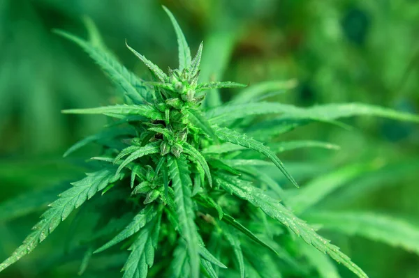 Wild Female Hemp Cannabis Sativa Plant Medical Cannabis Nature Blur — Stock Photo, Image