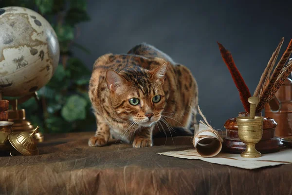 Бенгальський кіт, старовинні предмети, книги та рукописи на столі на темному тлі. Пробіл для вашого тексту — стокове фото