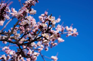 Parlak mavi gökyüzü vişne veya elma çiçeği bahar sezonu karşı büyük güzel tomurcukları ile yeni gelişen bir meyve ağacının dalları. Güzel çiçekli meyve ağaçları. Doğal arka plan.