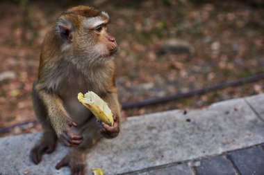 Maymun muz yiyin. Maymun orman Ubud, Bali, Endonezya.
