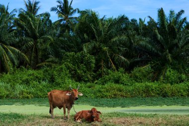 Texas'ın orman karşı yeşil çayır üzerinde otlatma.