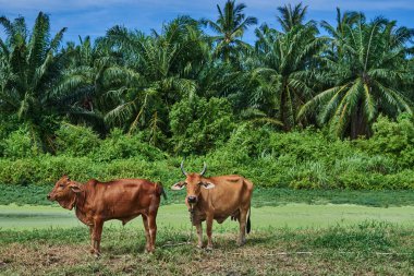 Asya inekler yeşil çayır üzerinde otlatma güneşli yaz gününde bir su birikintisi yakın. Güzel manzara. 