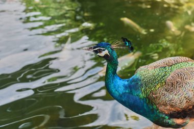 Tavus kuşu portresi. Doğa, vahşi hayvan fotoğraf. Doğal ortamlarında güzel bir tavus kuşu.
