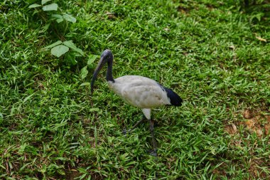 Kara başlı aynak veya oryantal beyaz Ibis (Threskiornis melanocephalus) doğal ortamlarında yeşil arka plan üzerinde. Parlak güneşli bir günde büyük seyyar birdbird. Seçici odak. Doğal arka plan.