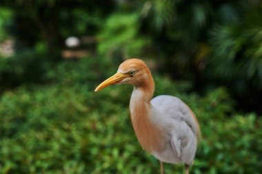 Binturongun doğal yaşam ortamı içinde yeşil zemin üzerine sığır balıkçıl (Bubulcus Ibis) Close-up. Sığır balıkçıl düz doğal zemin üzerine beyaz orta parlak güneşli bir günde kuş büyüklükte. Seçici odak.