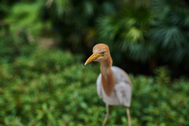 Binturongun doğal yaşam ortamı içinde yeşil zemin üzerine sığır balıkçıl (Bubulcus Ibis) Close-up. Sığır balıkçıl düz doğal zemin üzerine beyaz orta parlak güneşli bir günde kuş büyüklükte. Seçici odak.