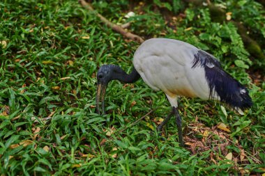 Kara başlı aynak veya oryantal beyaz Ibis (Threskiornis melanocephalus) doğal ortamlarında yeşil arka plan üzerinde. Parlak güneşli bir günde büyük seyyar birdbird. Seçici odak. Doğal arka plan.