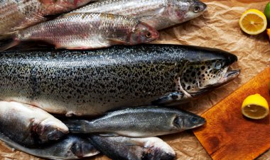 Balıkçılar, bir pahalı Balık Restoran taze balık ve karides cook pahalı Restoran hemen deniz ürünleri daha da farklı sıcak yemeklerin hazırlanması için Marine başladı