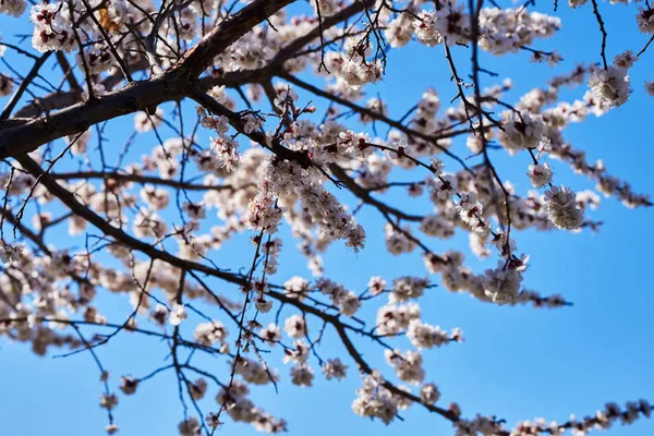 Våren Vit Blomma Mot Blå Himmel — Stockfoto