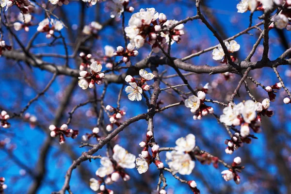 Fresh Apple Tree Kvist Med Blommor Och Blad Trädgården Bokeh — Stockfoto