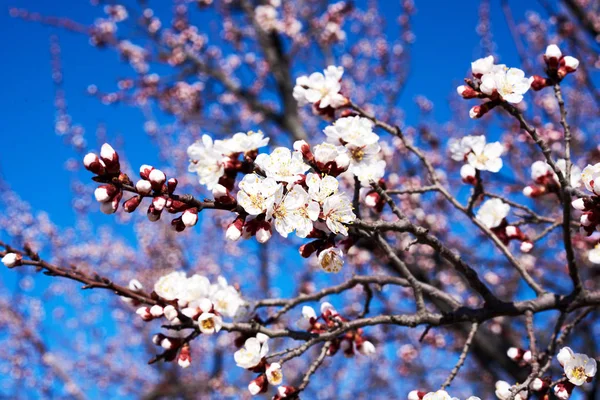 Frukt Träd Blossom Närbild Kort Skärpedjup — Stockfoto