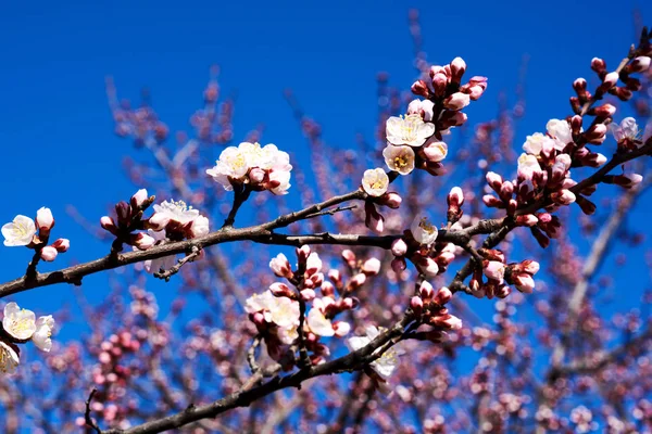 Cherry blossoms with nice background color for adv or others purpose use.  Cherry blossom with blue sky in Spring season. Beautiful flowering fruit trees. Natural  background.