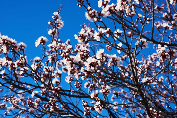 Cherry blossoms with nice background color for adv or others purpose use.  Cherry blossom with blue sky in Spring season. Beautiful flowering fruit trees. Natural  background.