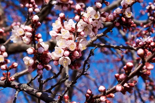 Körsbär Blommar Med Fina Bakgrundsfärg För Adv Eller Andra Ändamål — Stockfoto