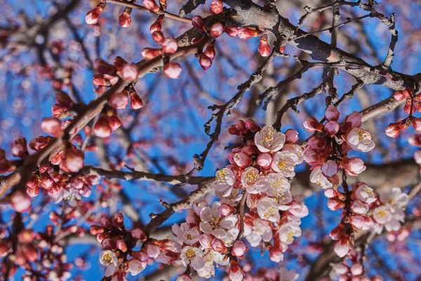 Abstract blurred website banner background of of spring white cherry blossoms tree selective focus.