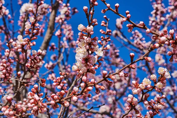 Grenar Ett Blommande Fruktträd Med Stora Vackra Knoppar Mot Klarblå — Stockfoto