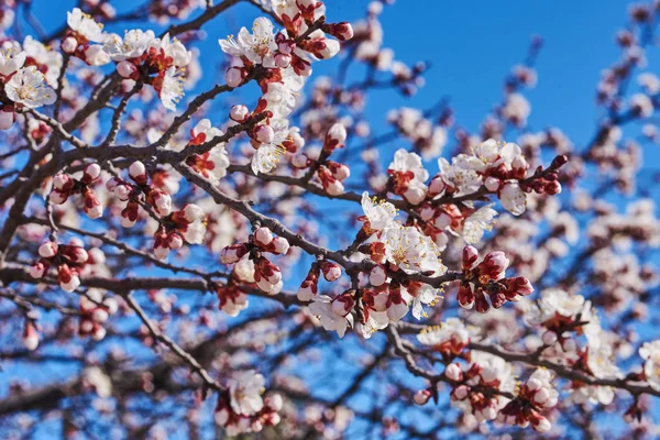 Blommande Körsbär Träd Våren Vår Bakgrund — Stockfoto