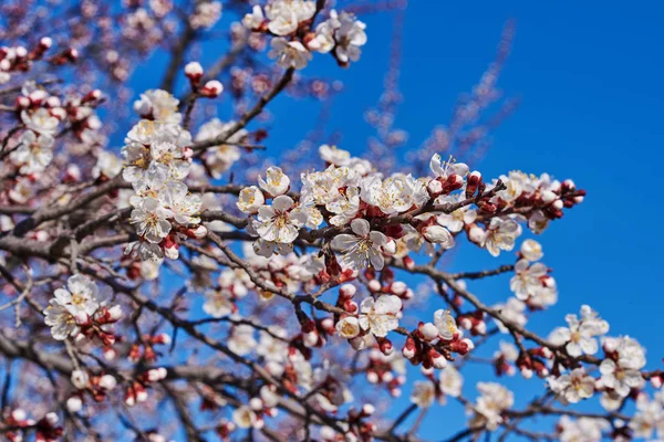 Körsbär Blommar Med Fina Bakgrundsfärg För Adv Eller Andra Ändamål — Stockfoto