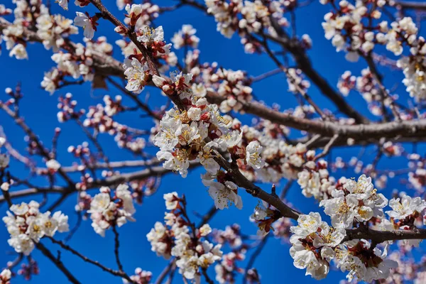 Grenar Ett Blommande Fruktträd Med Stora Vackra Knoppar Mot Klarblå — Stockfoto