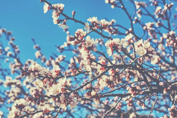 青い空を背景に桜が咲き — ストック写真