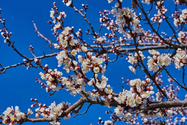 Grenar Ett Blommande Fruktträd Med Stora Vackra Knoppar Mot Klarblå — Stockfoto