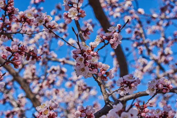 Grenar Ett Blommande Fruktträd Med Stora Vackra Knoppar Mot Klarblå — Stockfoto