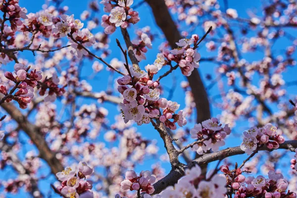 Grenar Ett Blommande Fruktträd Med Stora Vackra Knoppar Mot Klarblå — Stockfoto