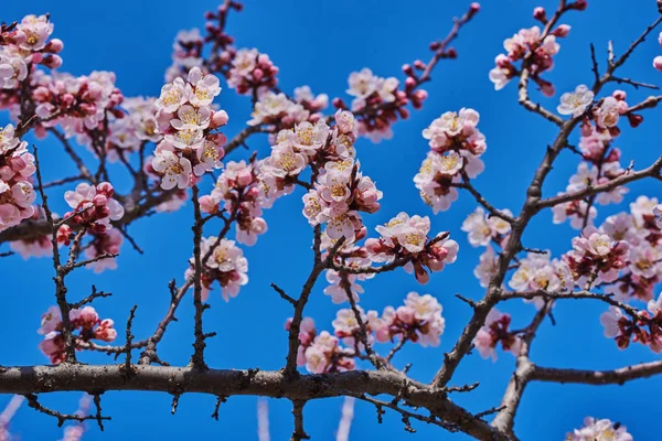 Grenar Ett Blommande Fruktträd Med Stora Vackra Knoppar Mot Klarblå — Stockfoto