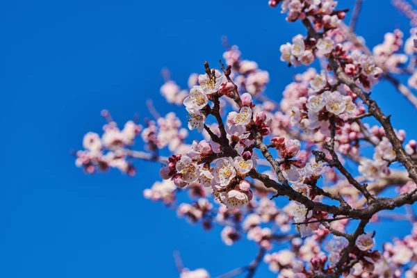 Grenar Ett Blommande Fruktträd Med Stora Vackra Knoppar Mot Klarblå — Stockfoto