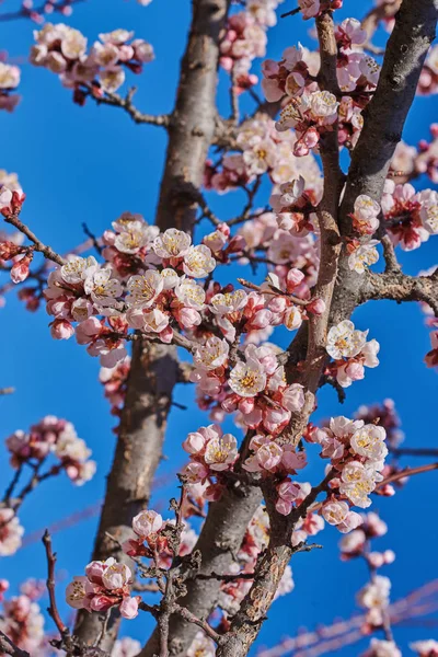 Grenar Ett Blommande Fruktträd Med Stora Vackra Knoppar Mot Klarblå — Stockfoto