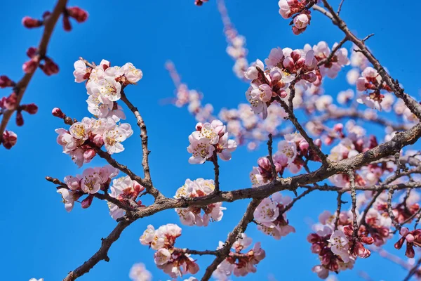 Grenar Ett Blommande Fruktträd Med Stora Vackra Knoppar Mot Klarblå — Stockfoto