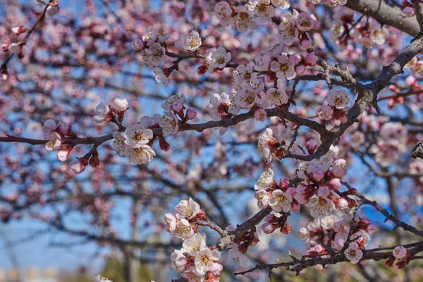 Grenar Ett Blommande Fruktträd Med Stora Vackra Knoppar Mot Klarblå — Stockfoto