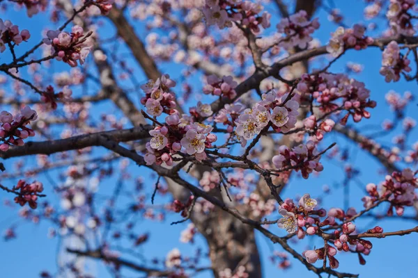 Grenar Ett Blommande Fruktträd Med Stora Vackra Knoppar Mot Klarblå — Stockfoto