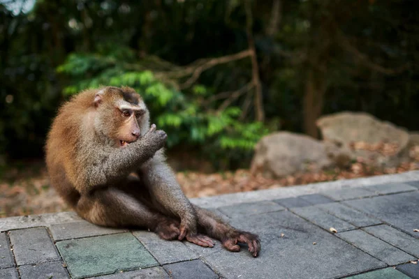 Balijšitna Dlouhoocasá Opice Ubud Monkey Forest Přírodní Rezervací Hinduistický Chrámový — Stock fotografie