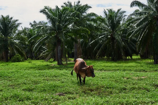 Bison Brun Mange Herbe Sur Terrain Indonésie Buffle Asiatique Debout — Photo