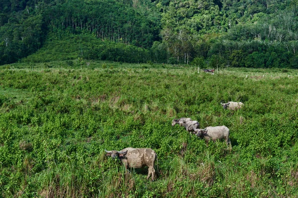 Cows and buffalo on forest pasture.  Agriculture  farm buffalos  on pasture. Green grass meadow in sunshine. Asian village scene. Domestic large animal cow. Asian buffalo eat grass on the field.