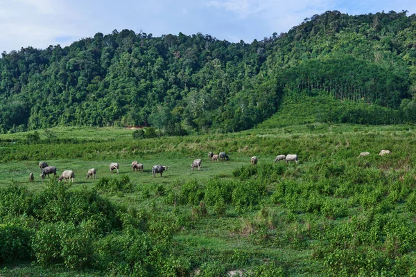 Cows and buffalo on forest pasture.  Agriculture  farm buffalos  on pasture. Green grass meadow in sunshine. Asian village scene. Domestic large animal cow. Asian buffalo eat grass on the field.