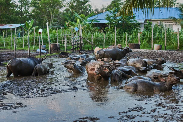 Group of buffaloes and cows in rural farm. Water Asian buffalo in corral. Animal for help work in rice field. Ecology farm. Cattle pen, domestic animal, livestock in rural farm. Countryside, rural