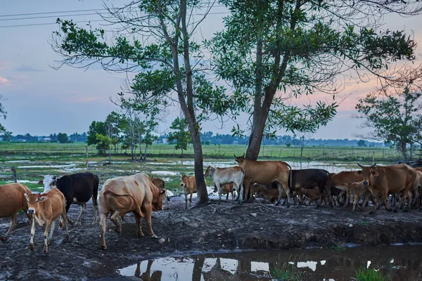 Group of buffaloes and cows in rural farm. Water Asian buffalo in corral. Animal for help work in rice field. Ecology farm. Cattle pen, domestic animal, livestock in rural farm. Countryside, rural