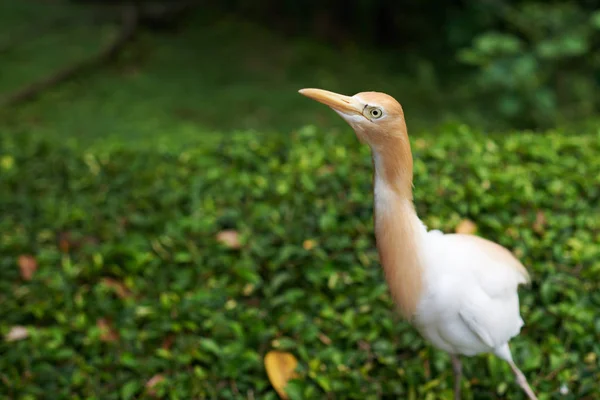 Close-up of Cattle egret (Bubulcus ibis) on green background in its natural habitat. Cattle egret on plain natural background, white medium sized bird on a bright sunny day. Selective focus.