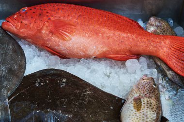 Parlak kırmızı balık küçük siyah noktalar ile kaplı. Balık ve deniz ürünleri pazarı. Balık türleri daha taze kalmak buzla kaplı. Taze gıda kavramı iyi yaşam için. Sağlıklı deniz ürünleri.