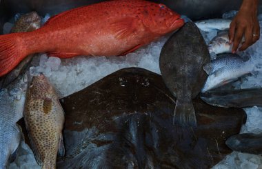 Farklı çiğ balık kutusunda. Buzda balık.