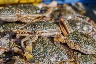 Buz balık pazarında satışa taze yengeçler. Uygun fiyatlı Deniz ürünleri. Taze deniz yengeç pazarda satmak için. Mavi yengeç deniz ürünleri. Diyet ve sağlıklı gıda kavramı. Celective odak.