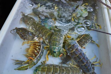 Ekstra büyük boy ıstakoz. Yemek için yaygın olarak yetiştirilen kabuklu. Deniz ürünleri piyasada satışa taze ıstakoz. Serin su içinde belgili tanımlık çarşı içinde yatan ıstakoz yaşıyorum. Diyet ve sağlıklı gıda kavramı.