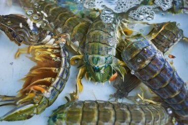 Ekstra büyük boy ıstakoz. Yemek için yaygın olarak yetiştirilen kabuklu. Deniz ürünleri piyasada satışa taze ıstakoz. Serin su içinde belgili tanımlık çarşı içinde yatan ıstakoz yaşıyorum. Diyet ve sağlıklı gıda kavramı.