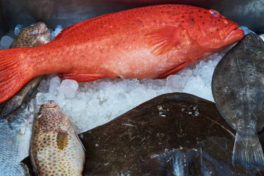 Parlak kırmızı balık küçük siyah noktalar ile kaplı. Taze deniz balığı buz üzerinde. Balık ve deniz ürünleri pazarı. Daha taze kalmak buzla kaplı balık türleri.