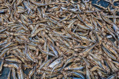 Kurutulmuş balık elek. Balık altında balıkçı köyü güneşte kurutulur. Güneşin altında kurutulmuş küçük çiğ balık.