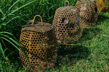 Yeşil çimenlerin üzerinde karayolu boyunca bambu kafeslerde horozlar. Kafes bir tipik Balinese sokakta musluklar.  