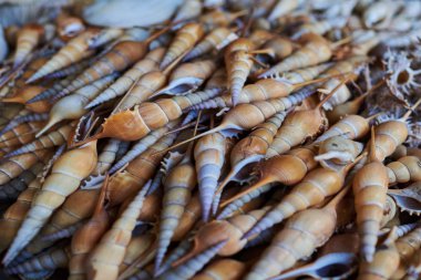 Bir sahilde satılık deniz kabuklarını. Tropikal yaz tatili hatırası. Sepet içinde deniz kabuklarını. Tatil ve tatil Hatıra Eşyası. Seyahat kavramı. Farklı deniz kabuklarını, arka plan. Seçici odak.